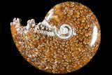 Polished, Agatized Ammonite (Cleoniceras) - Madagascar #79755-1